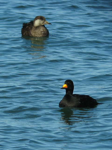 Black Scoters